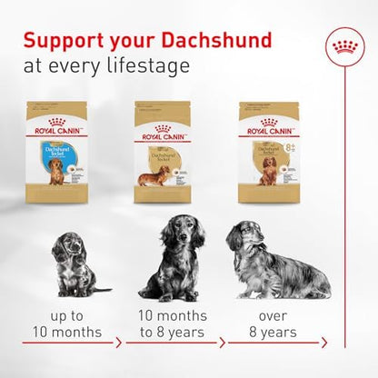 Royal Canin Breed Health Nutrition Dachshund Adult Dry Dog Food, 10 lb Bag
