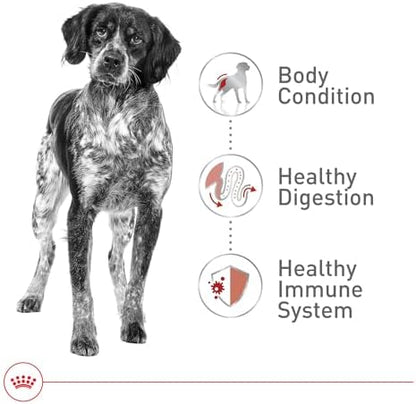 Royal Canin Breed Health Nutrition German Shepherd Adult Dry Dog Food, 17 lb Bag
